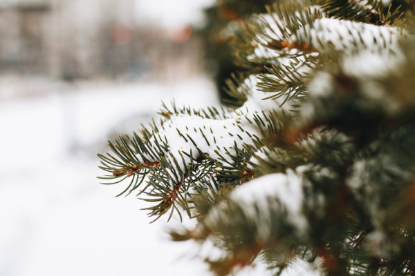 Closeup of a pine tree covered with snow. Blurry background. © Marco Verch