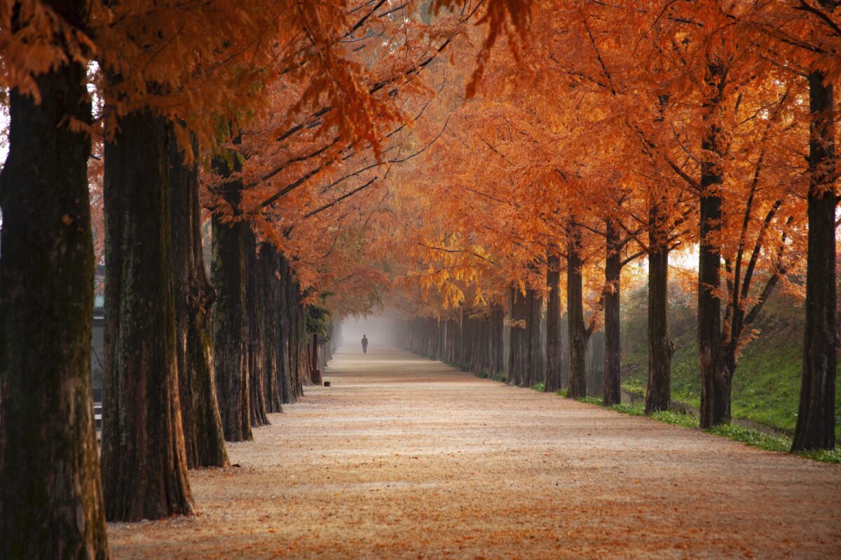 5 Ways to Protect Your Evergreens From Winter | Land Design Associates